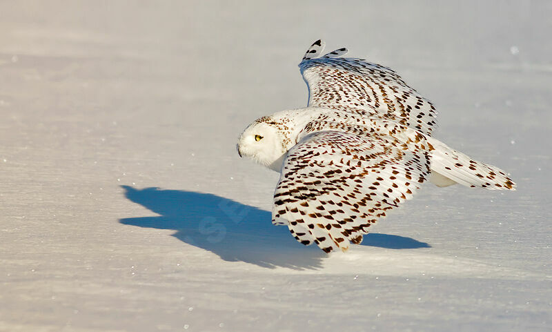 Snowy Owljuvenile, identification, Flight, Behaviour