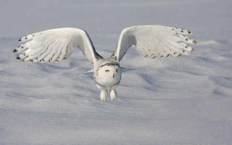 Snowy Owl, identification, Flight, Behaviour
