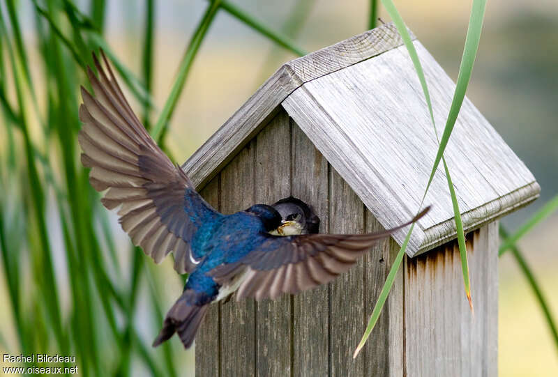Tree Swallow, Reproduction-nesting