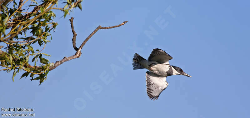 Belted Kingfisher male adult, Flight, Behaviour