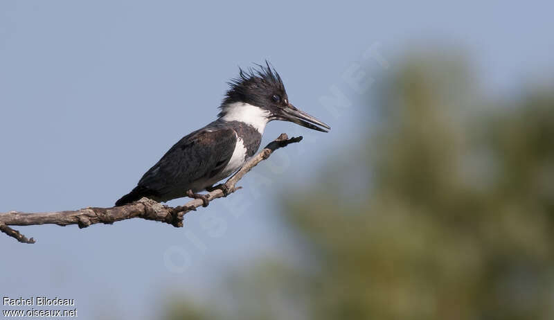 Belted Kingfisher male adult, identification