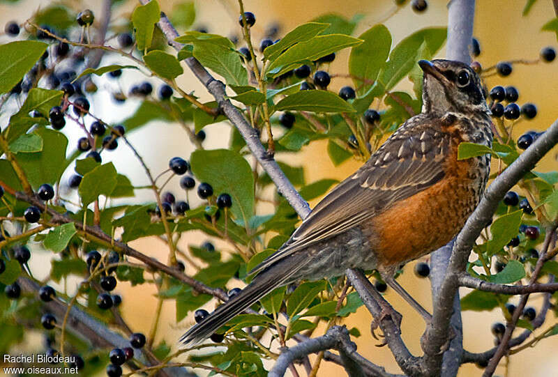 American Robinjuvenile, identification