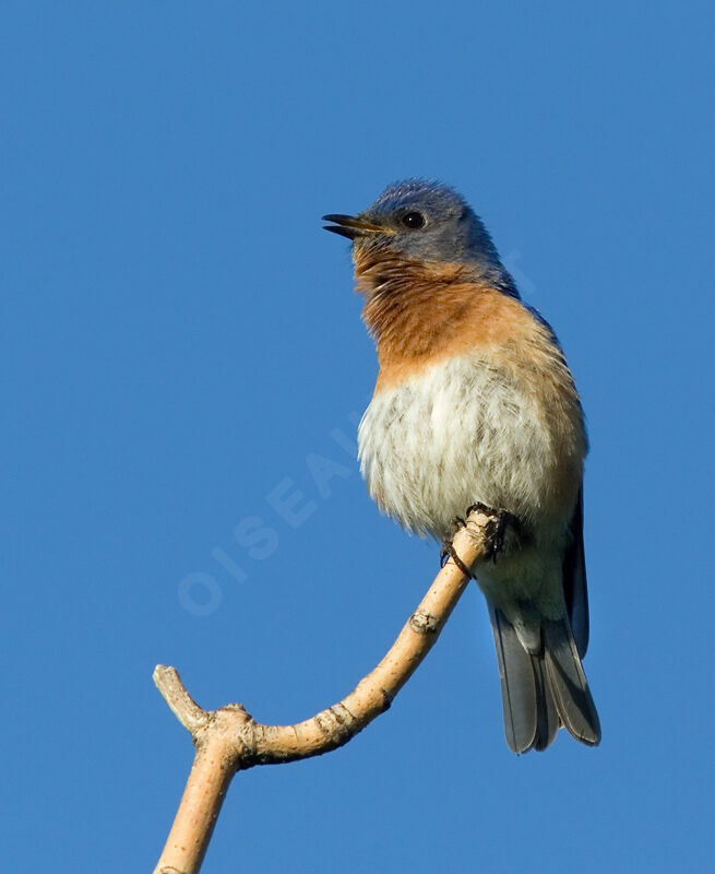 Eastern Bluebird male