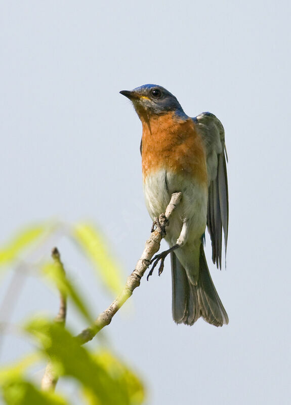Eastern Bluebird, identification, Behaviour