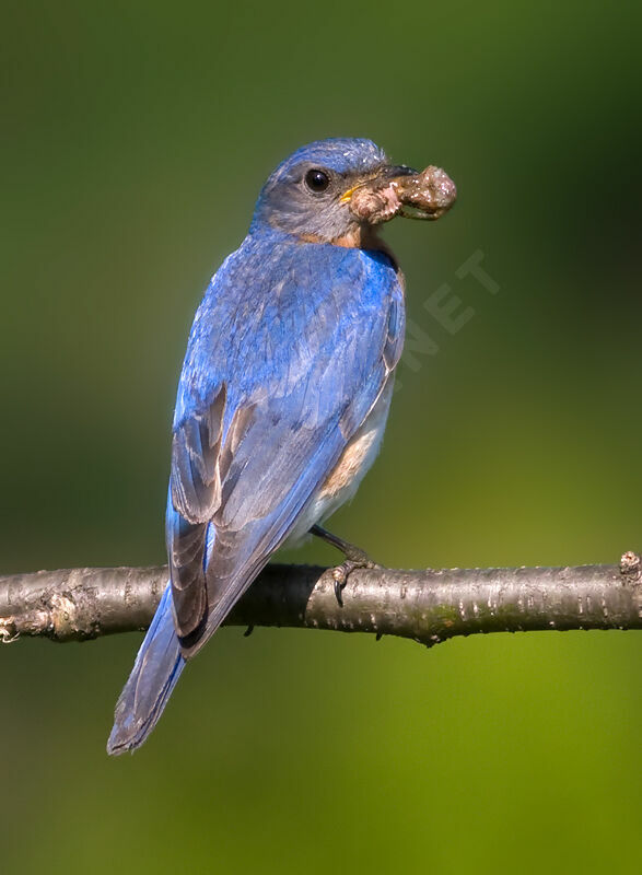 Eastern Bluebird male, identification, feeding habits, Behaviour