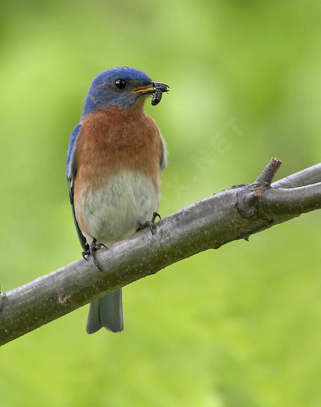 Eastern Bluebird male adult, identification, feeding habits, Behaviour