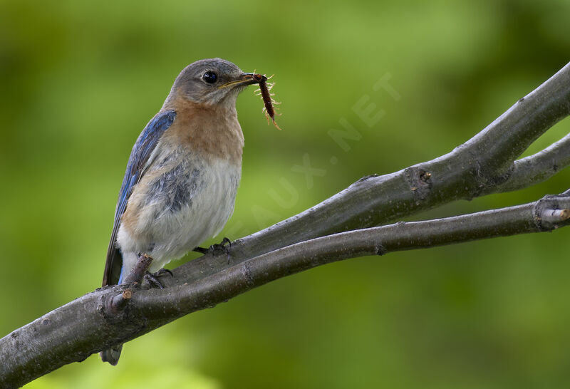 Eastern Bluebird female adult, identification, feeding habits, Behaviour