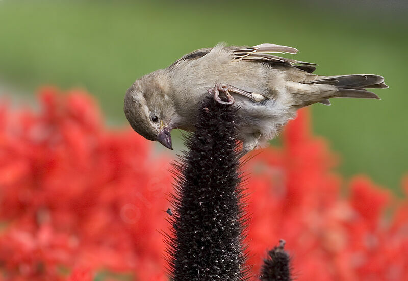 House Sparrow female