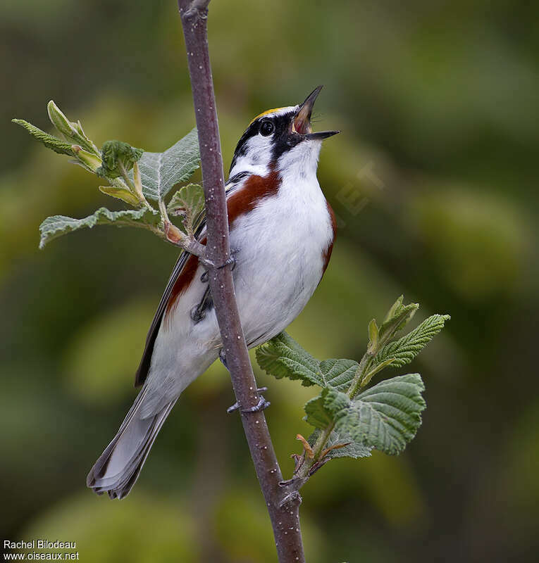 Chestnut-sided Warbler male adult, song, Behaviour