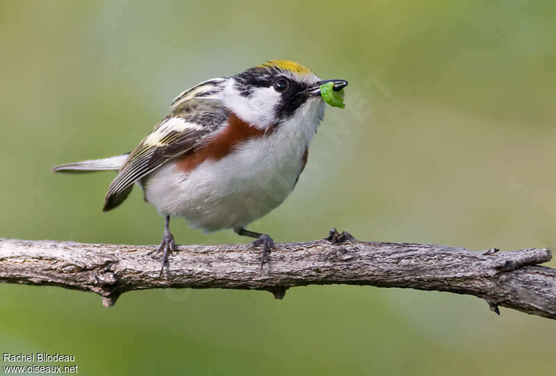 Chestnut-sided Warbler male adult, feeding habits, Behaviour