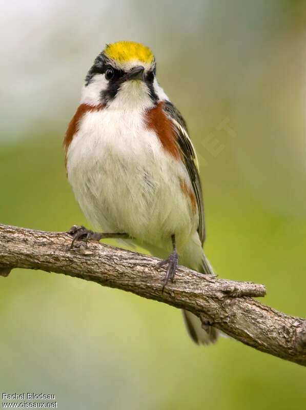 Chestnut-sided Warbler male adult, close-up portrait