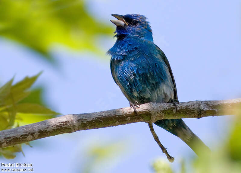 Indigo Bunting male adult, song