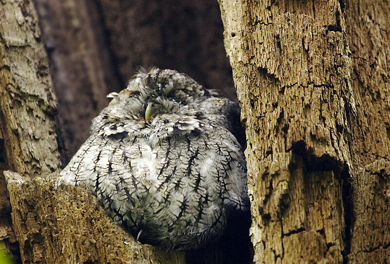 Eastern Screech Owl female adult