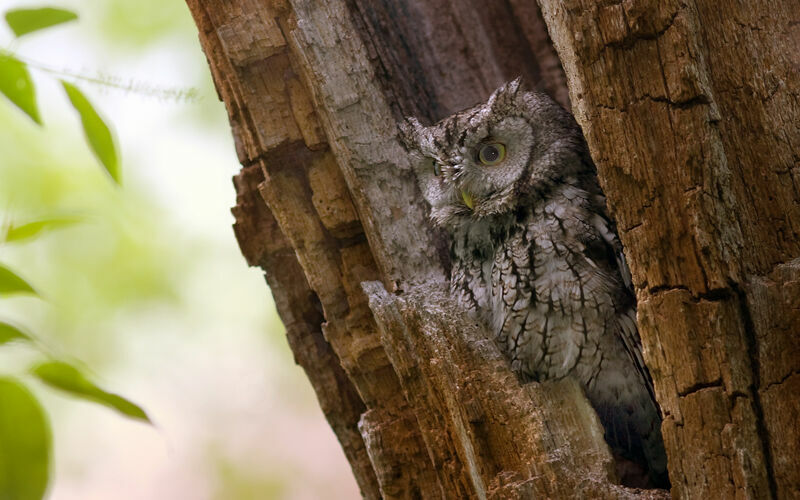 Eastern Screech Owl, identification, Behaviour