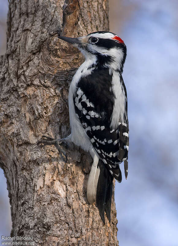 Hairy Woodpecker male adult breeding, identification