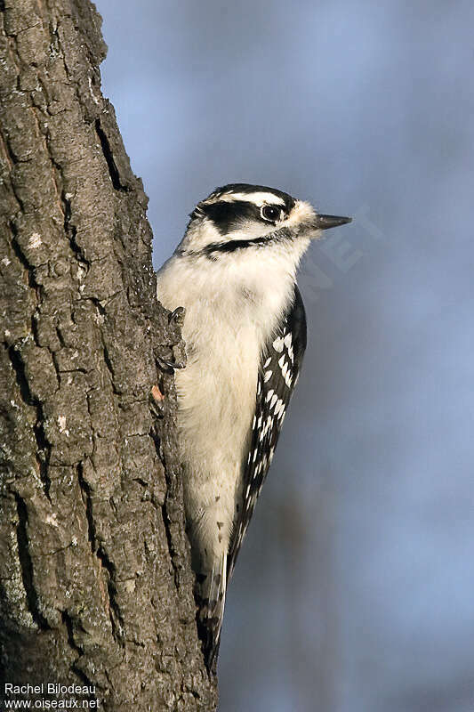 Downy Woodpecker female adult, close-up portrait