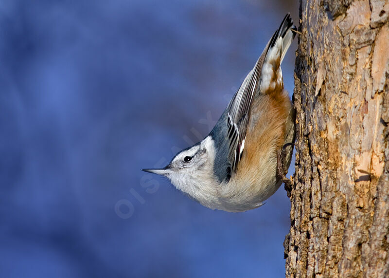 White-breasted Nuthatch, identification, Behaviour