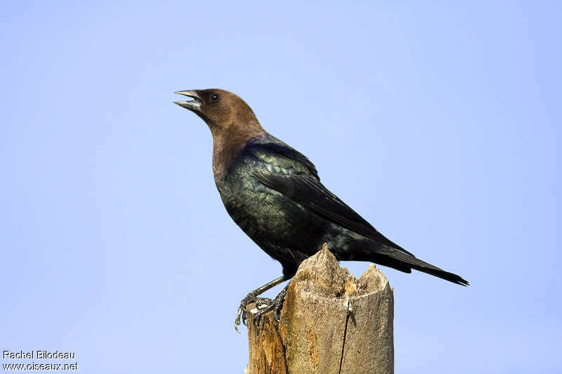 Brown-headed Cowbird male adult, song